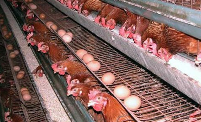 鸡下软蛋是什么病吃什么药,鸡子下软壳蛋吃什么药能解决