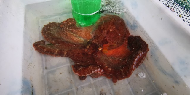 福州最便宜的海鲜渔村,福建海鲜最多的地方是哪里