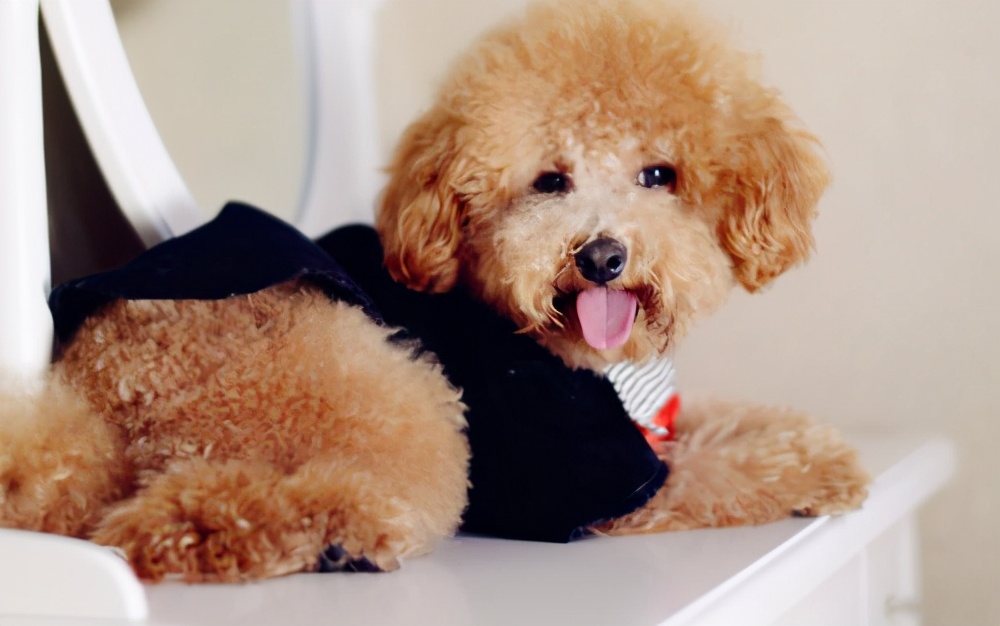 泰迪髌骨脱位跟断尾有关系吗,泰迪髌骨脱位2到3级一定要手术吗