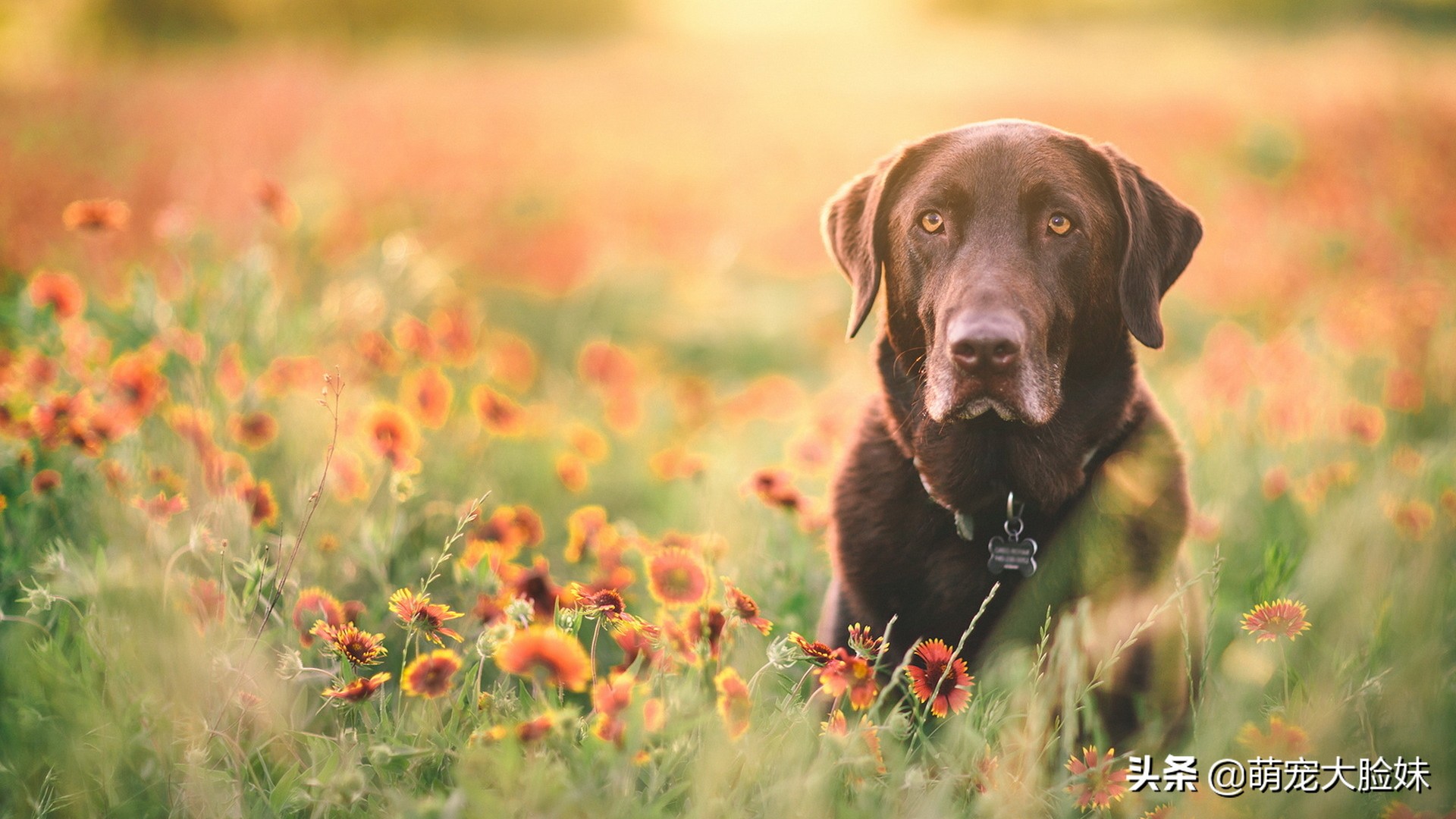 十二星座适合养什么宠物狗,十二星座最喜欢什么样的宠物狗