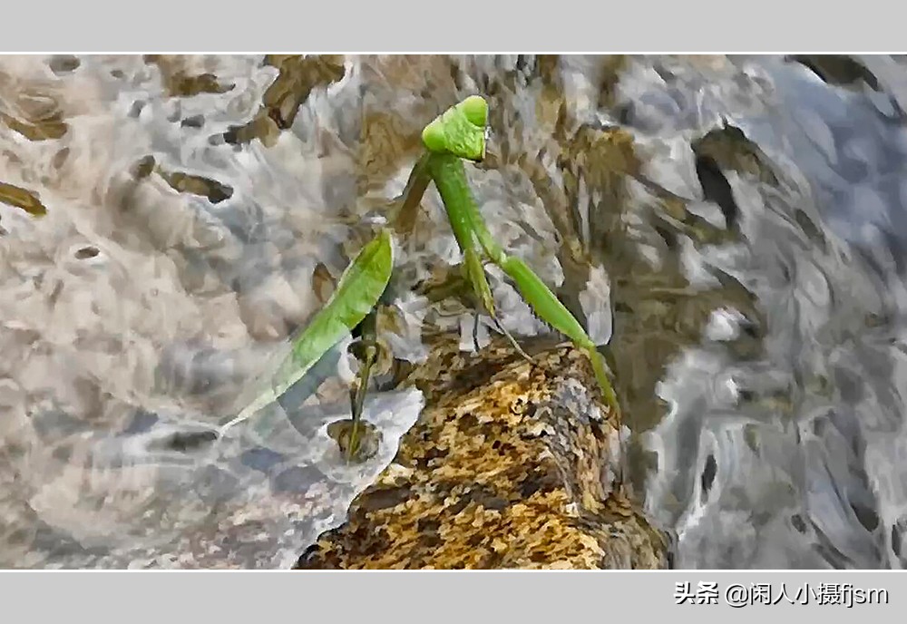 被铁线虫寄生了螳螂如何拯救,是不是每个螳螂都会被铁线虫寄生