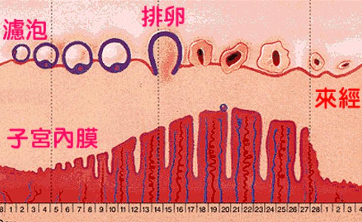 女性月经量少是什么预兆,女性月经量少是什么原因呢