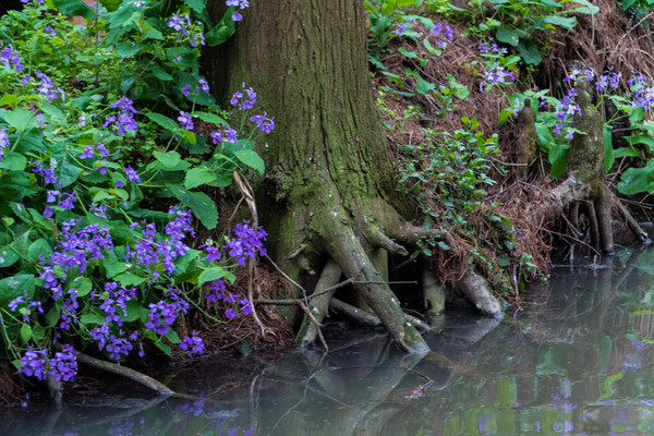 踏春赏花拍美景,踏春赏花逛湖