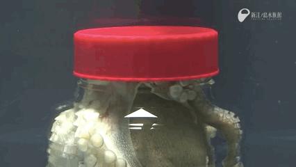 章鱼智商这么高为啥没人类厉害,章鱼有9个大脑还能自己编辑基因