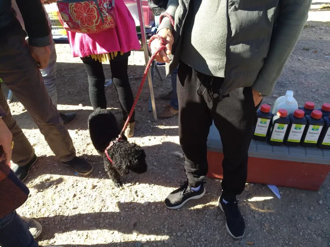 500元在宠物店买的泰迪狗,狗贩子贩卖泰迪犬