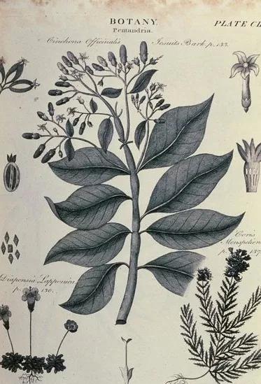 释疑解惑掀开羟氯喹的神秘面纱,氯喹和氯喹啉的作用