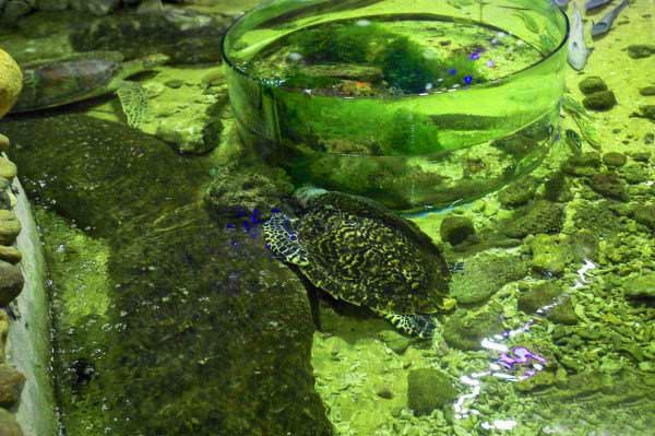 重庆到三亚怎么去最便宜,重庆到三亚途经哪些旅游城市