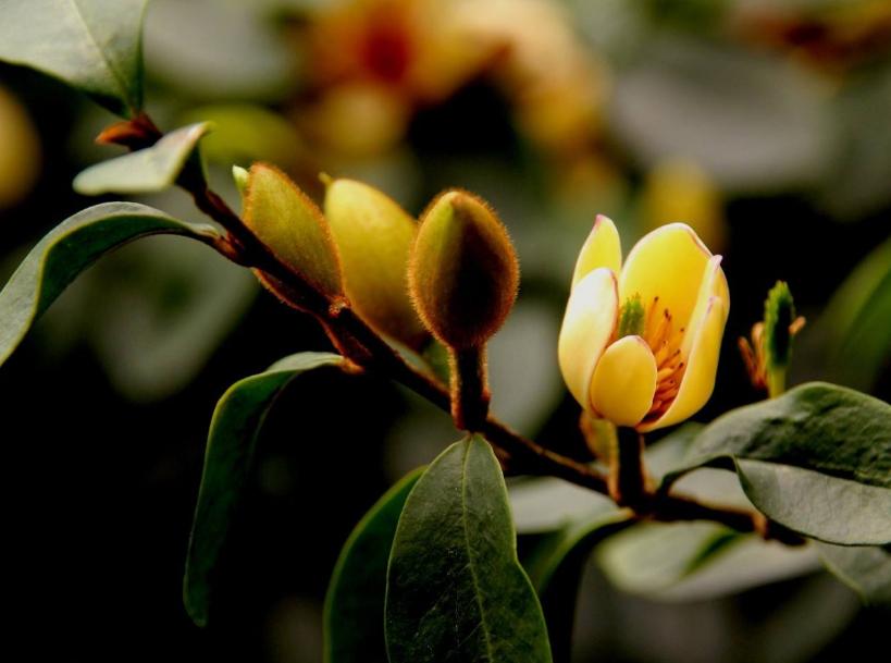 诗词-花能含笑笑何人？古诗词了的含笑花，如美人含羞，嫣然一笑