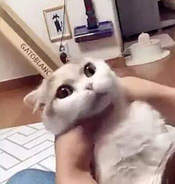 猫咪呼吸困难、体温升高，当心它患上胸膜炎，病猫需主人小心照看