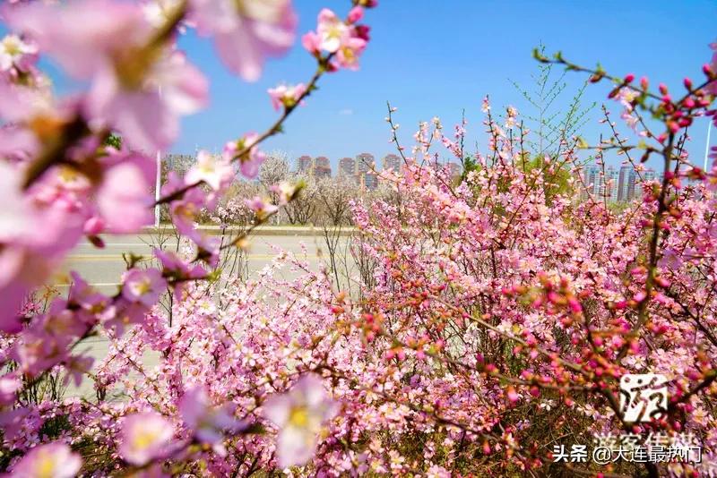 辽宁踏青赏花地点推荐,辽宁春游踏青赏杜鹃花