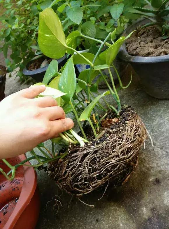 绿萝吊兰爱“吃土”,2年盆土“吃光光”,说啥也要换土!