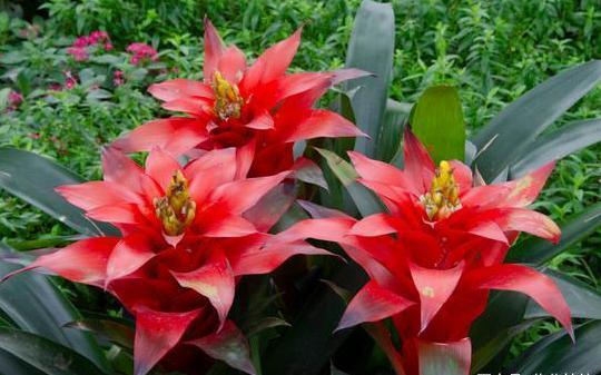 鸿运当头叶子干枯什么原因,鸿运当头叶子干枯怎么回事