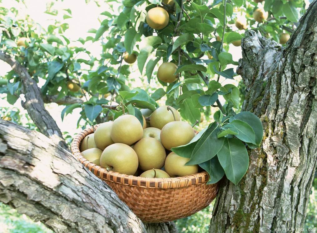 喝这6种花粥能美容养颜,适合春天的十种粥配方