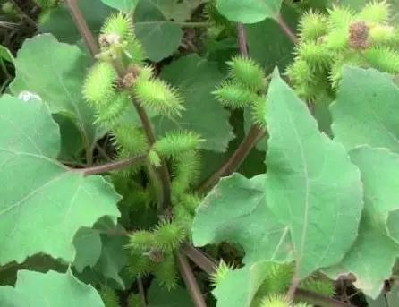 教你认识那些路边的野生中草药,如何识别路边的野生中草药