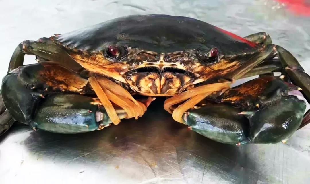 渔家女揭露海鲜市场黑幕,渔家女海鲜视频