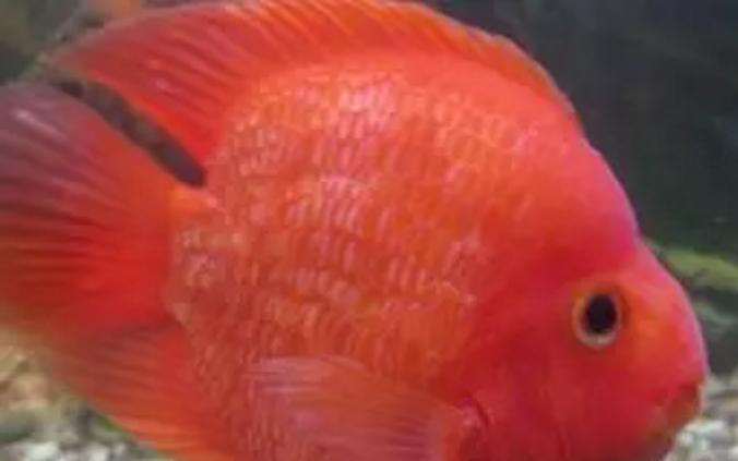 鹦鹉鱼爆鳞是怎么回事,鹦鹉鱼爆卵怎么办