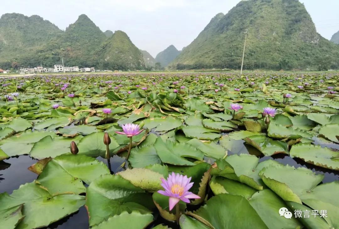 广西平果市南国铝都,苹果图画