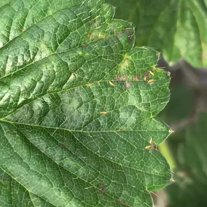 蓟马螨虫红蜘蛛蚜虫,四季豆蓟马红蜘蛛蚜虫要打什么药