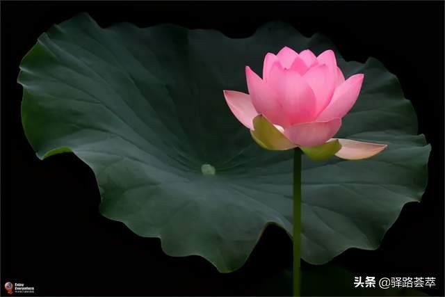 柯汝读邮：荷花T54映日荷花别样红