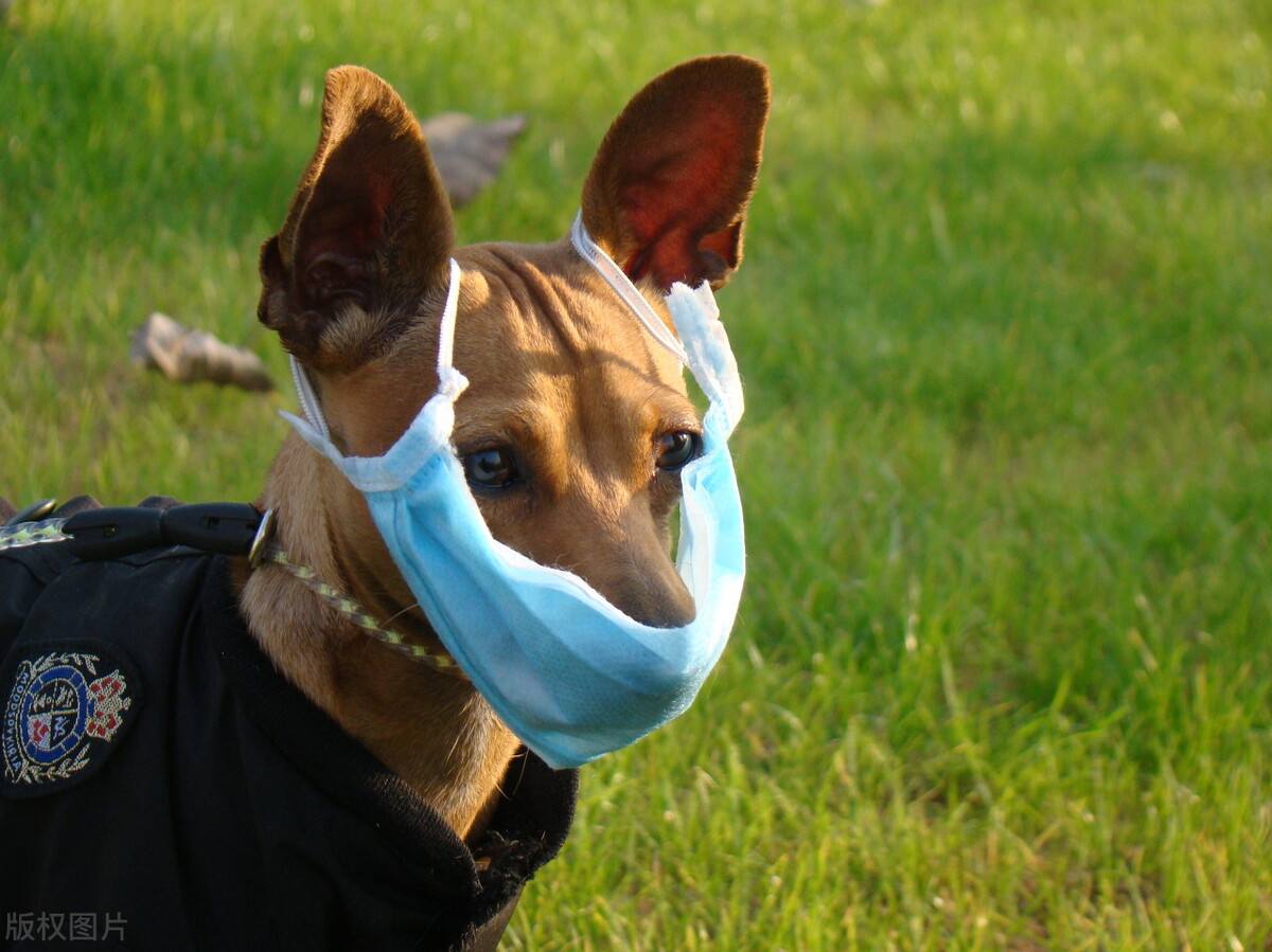 小鹿犬怎么训练才听话,小鹿犬怎么训练听话