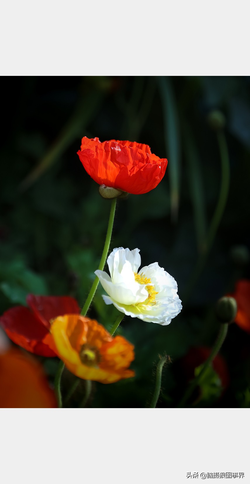 佳能24105红圈镜头测评,佳能24105红圈镜头价位