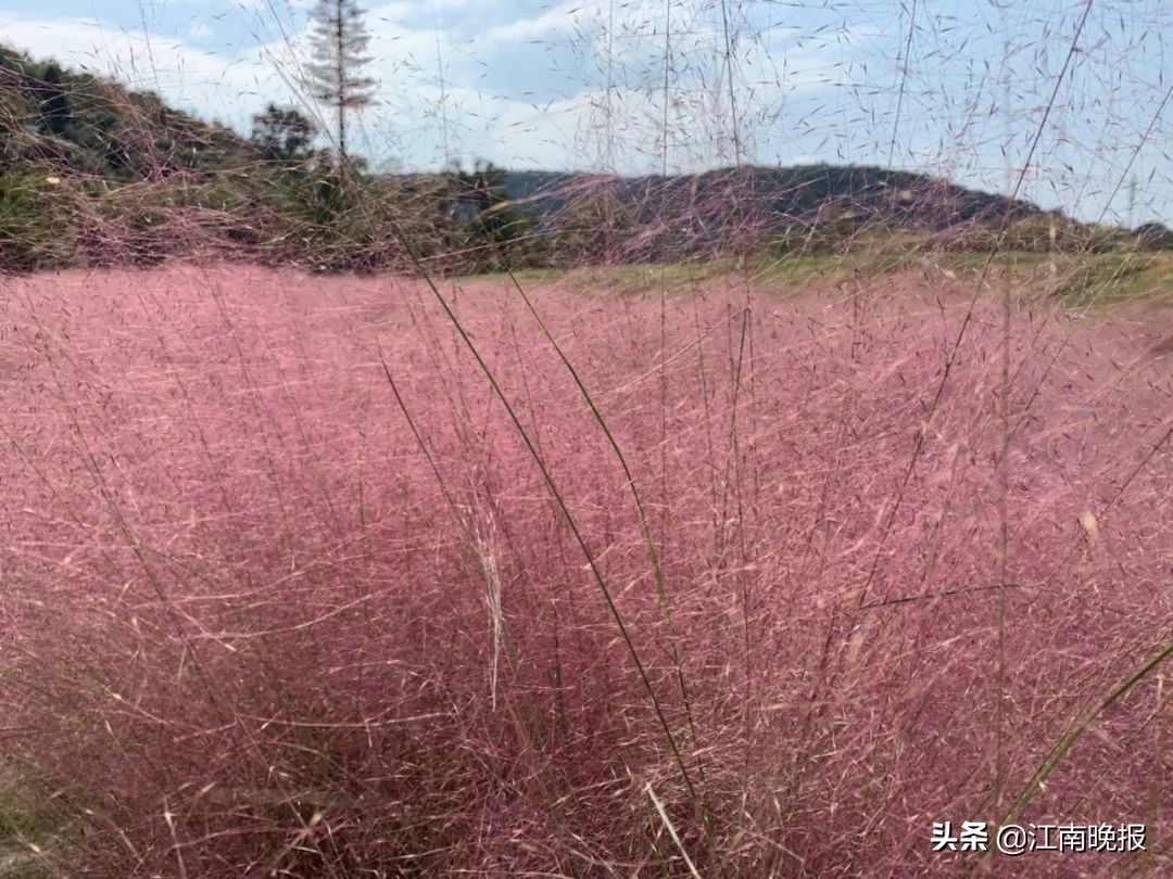 无锡哪里有粉黛乱子草,惠山古镇赏菊花