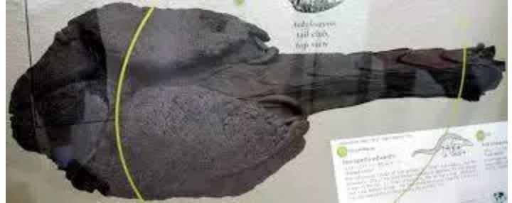 百科英语|甲龙:我自有盔甲,大型食肉龙也不怕