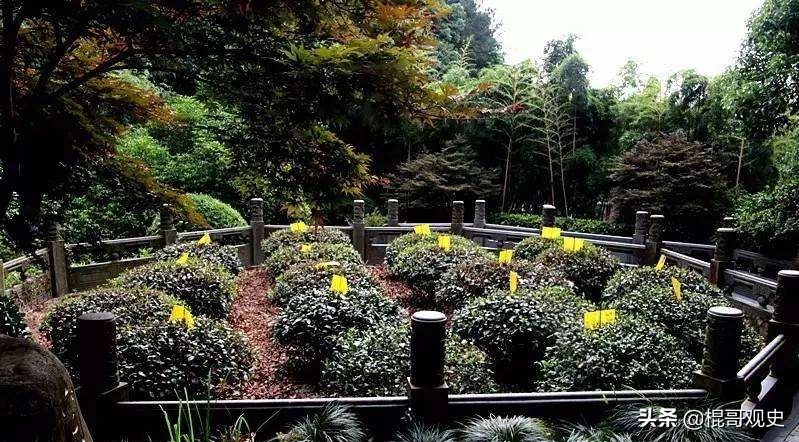 中国十大名茶应该如何排名,中国十大名茶最新排名及其特点