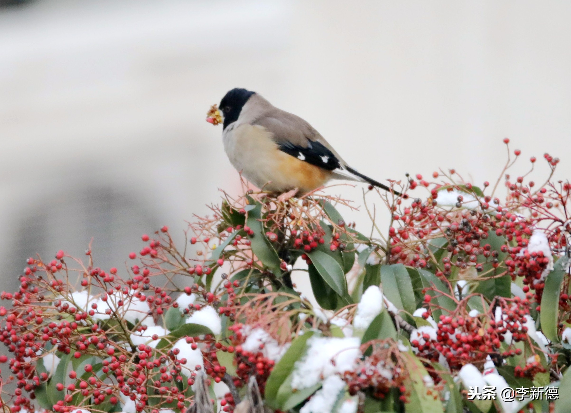 安徽合肥：大雪过后阳光灿烂，铜嘴鸟在树上觅食