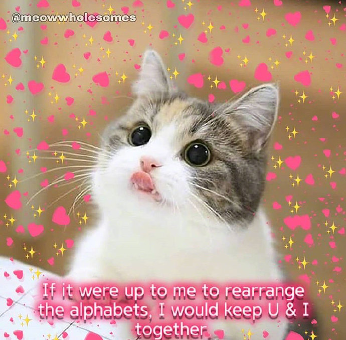 猫咪背景图ins风,猫咪背景图ins高级质感黑猫