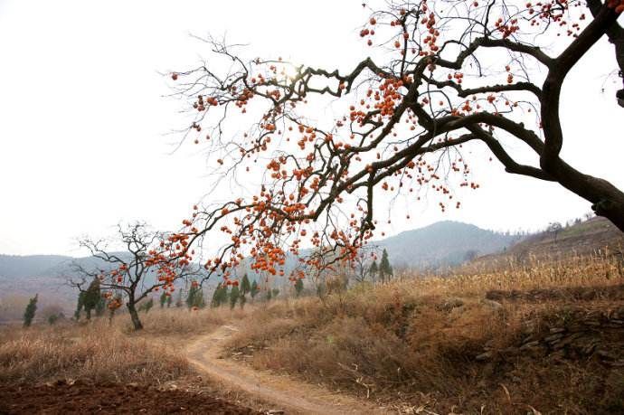 秋韵温柔岁月，冬情惊艳时光