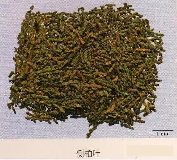 中药材图片大全大图带药名,200多味中药材图谱带图