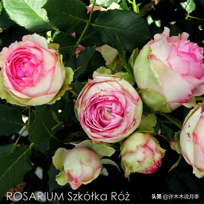 多菌灵可以治疗月季灰霉病吗,月季灰霉病黑斑病黄叶打什么药