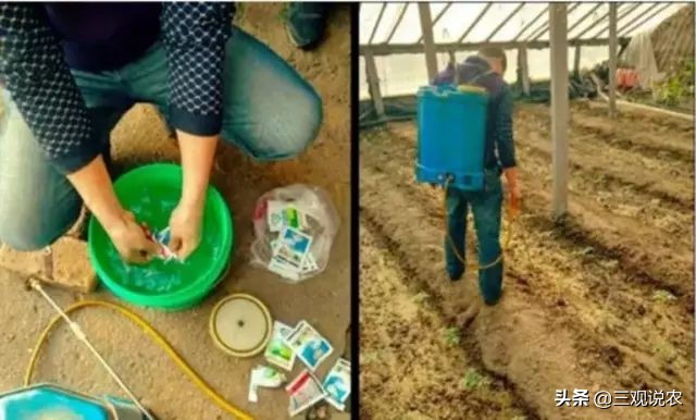 常见的蔬菜根部病害如何科学防治？