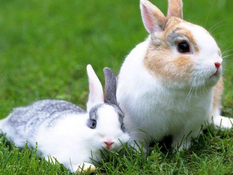 养兔子兔子可以喝水吗,养兔子需要给兔子喝水吗