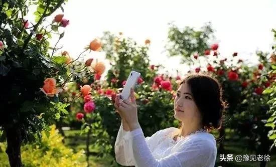 南阳赏花最佳地点,南阳春天赏花的地方有哪些推荐