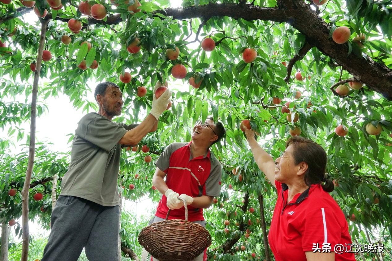 快递打通果农致富路,快递打通乡村电商扶贫