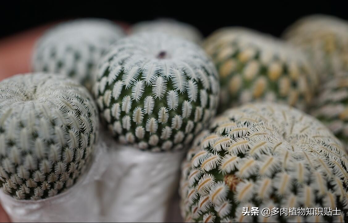 多肉叶片病害图片,帝玉多肉叶片变黄