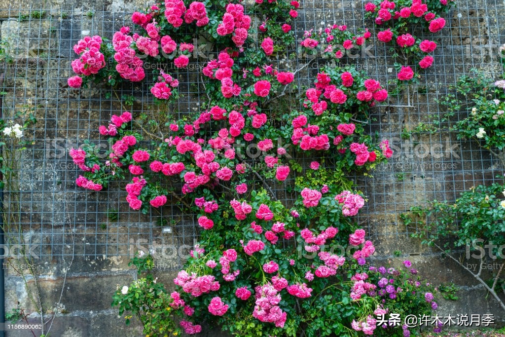 蔷薇月季玫瑰种多久才可以开花,蔷薇和月季开花区别