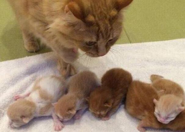 刚出生的小猫咪太虚弱无法吃奶,猫咪生育生病小猫咪还能吃奶吗