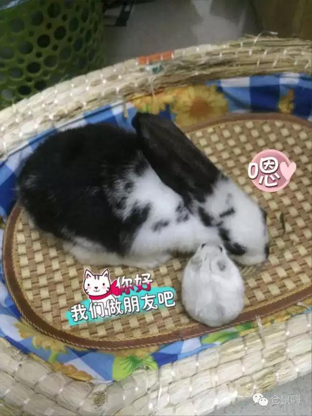 仓鼠拉肚子是怎么回事,小仓鼠拉肚子教程