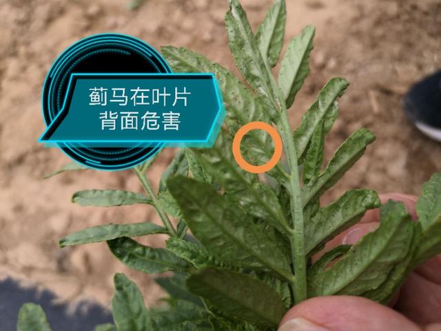 小蓟马的危害视频,豆角蓟马防治与高产