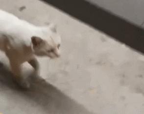 猫真的有那么聪明吗,猫真的有那么聪明嘛