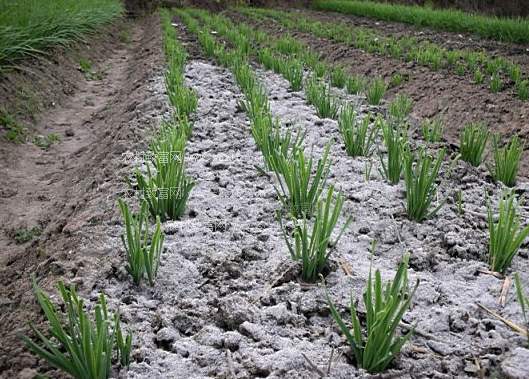草木灰在养猪当中的作用,养猪用草木灰的正确使用方法