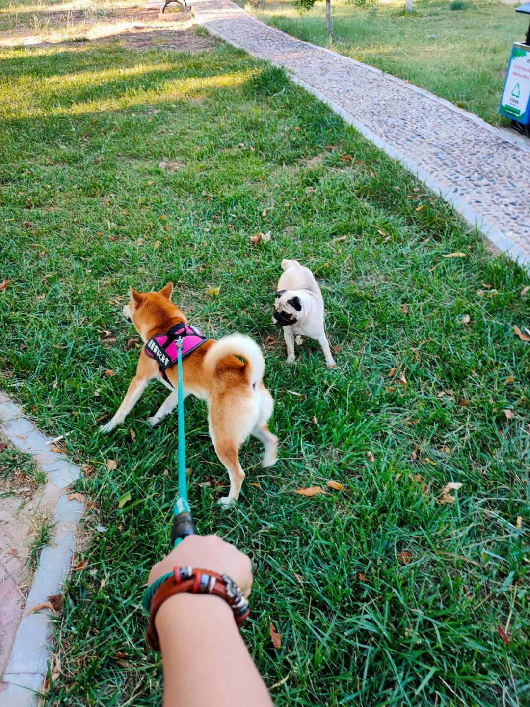 宁夏吴忠遛狗,吴忠适合遛狗的公园