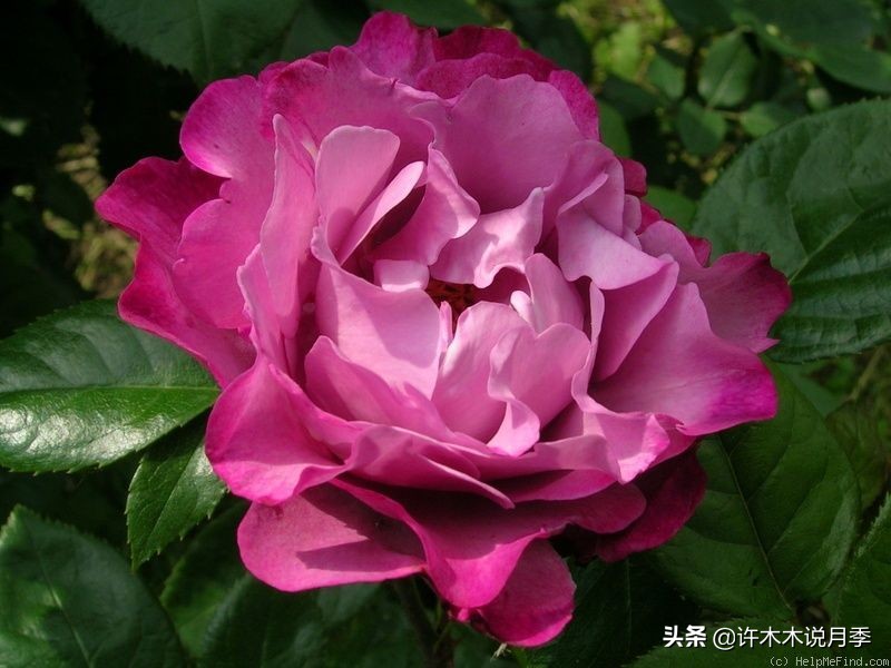 月季常见叶子问题,月季都有什么病怎么治