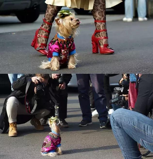 gucci和supreme联名马丁靴,guccisupreme鞋子