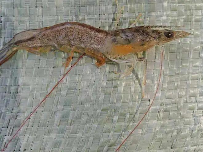 对虾红体病怎么治,对虾红体怎么治