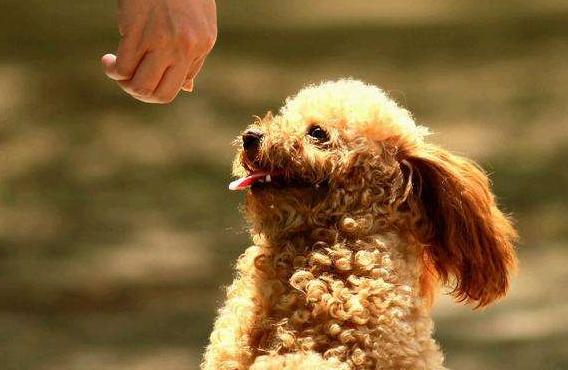 训练泰迪给它喂什么食物,训练狗狗黄金期