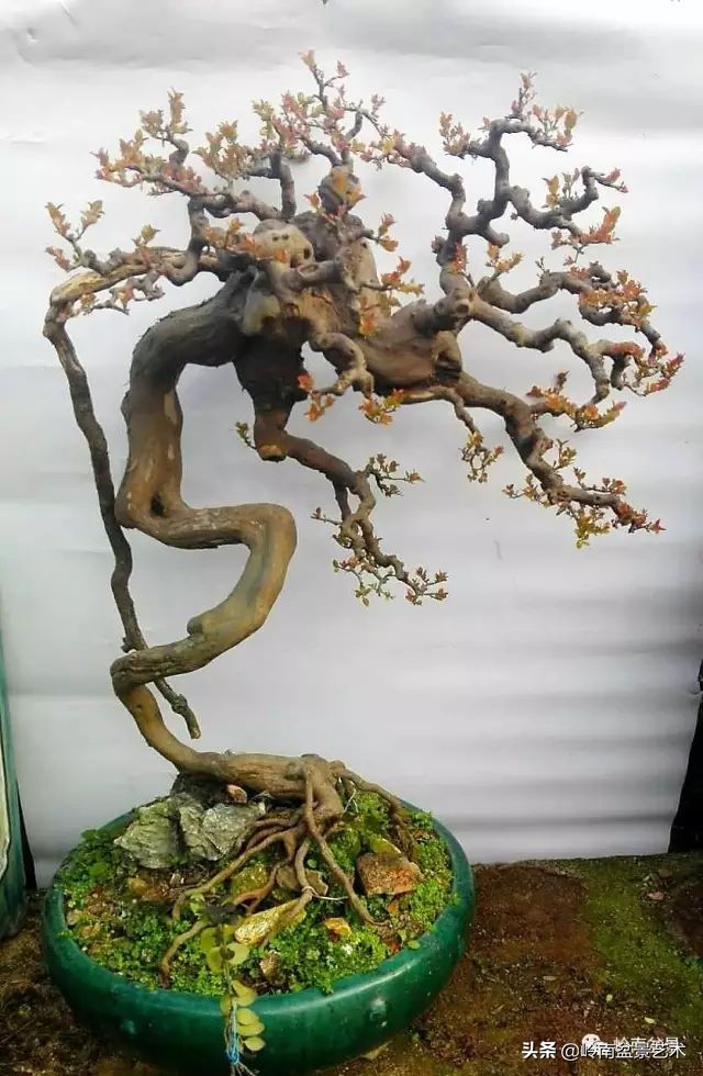 以根代杆下细上粗式盆景图片,十种适合吊着养的盆景